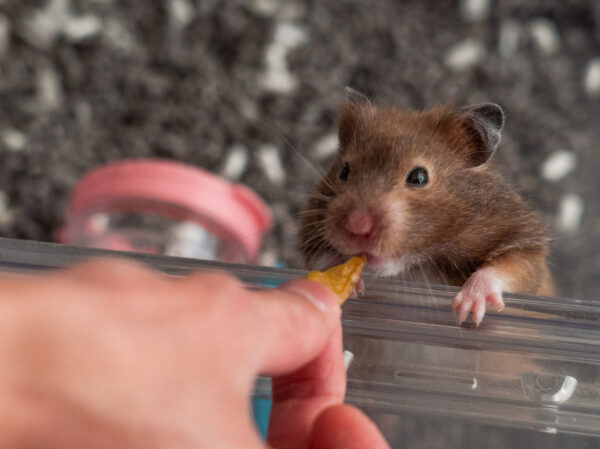 a human hand holds a tiny piece of food out for a hamster