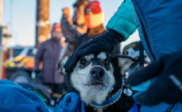 A sled dog peaks out of a sled bag