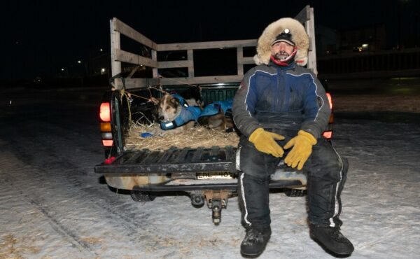 A musher sits on the back of a truck with two sled dogs