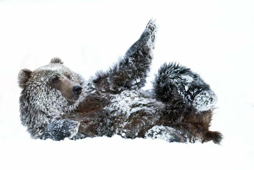 Winter means hibernation for some — but not all — of Kodiak's bears - Alaska Public Media