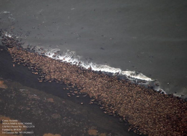 a black sand beach tightly packed with walruses, seen from the sky