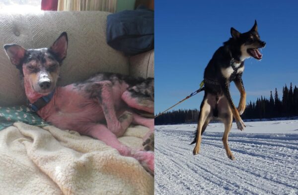 A side by side image of a scabby hairless dog lying on a couch next to a harnessed sled dog leaping in the air on a snowy trail