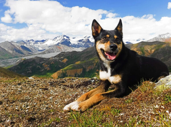 A black and white dog lying in the mountins in the background