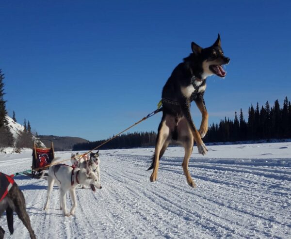 A dog tied up in a harness leaps in the air on a flat, ice-coered river