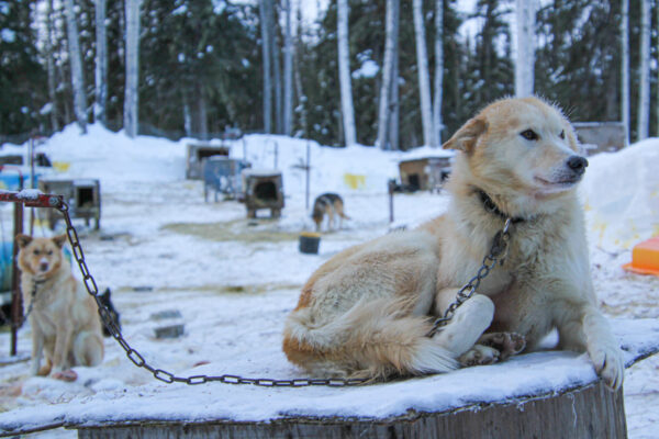 A blond sled dog lying on top of a plywood house on a chain