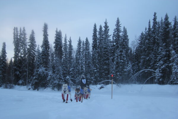 A sled dog team runs down a river trail with spruce in the background