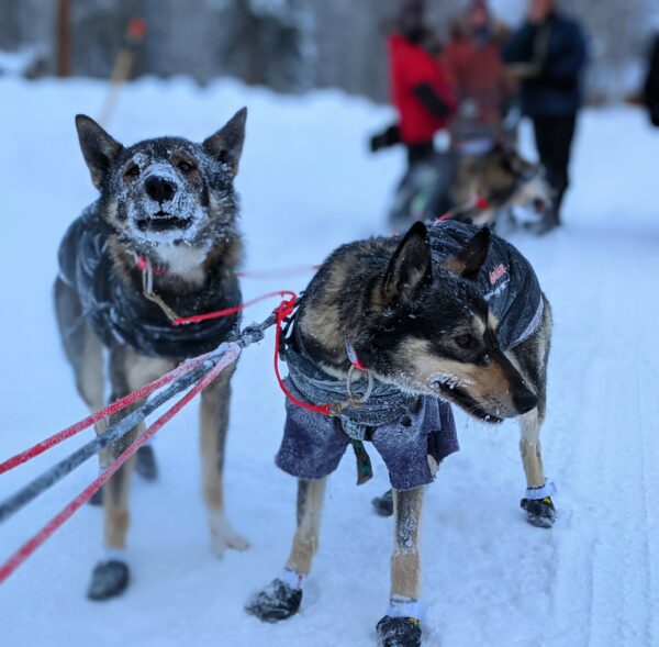 A dog with a snowy face with musher behind them