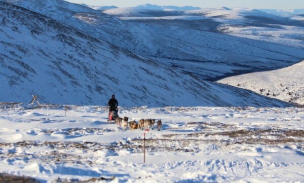 A dog sledding team climbs a hill in some windswept tundra on a sunny day