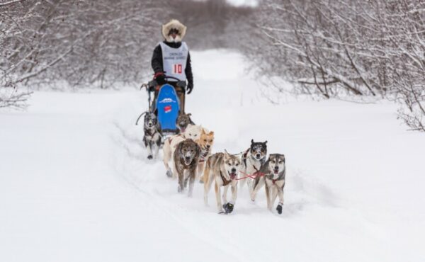 A dog team mushes on a snowy trail