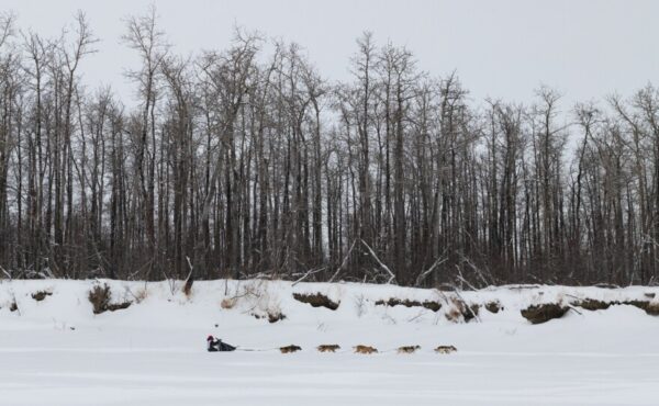 A dog team mushes on a snowy trail
