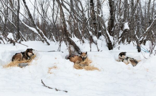 Dogs sleeping on straw in the snow