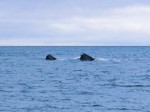 The blocky heads of two right whales poking out of the water on the open seas