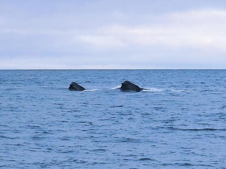 The Mystery of Alaska's Disappearing Whales