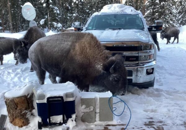 A bison standing in front of a pickup in a snow-covered driveway, with more bison in the background