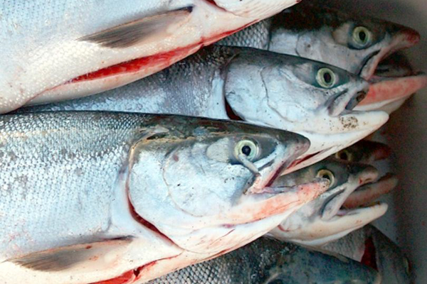 Cook Inlet fishermen are gearing up for weak sockeye and king runs ...
