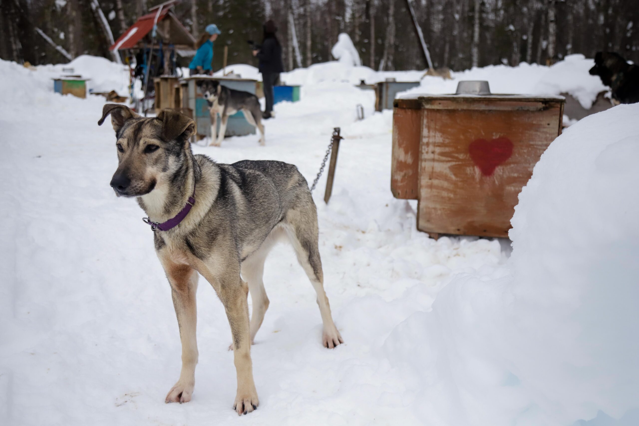 a dog in a snowy dog yard