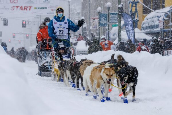 A man wearing a blue parka and bib #22 drives a sled towed by 14 dogsthrough a city streetscape in snow
