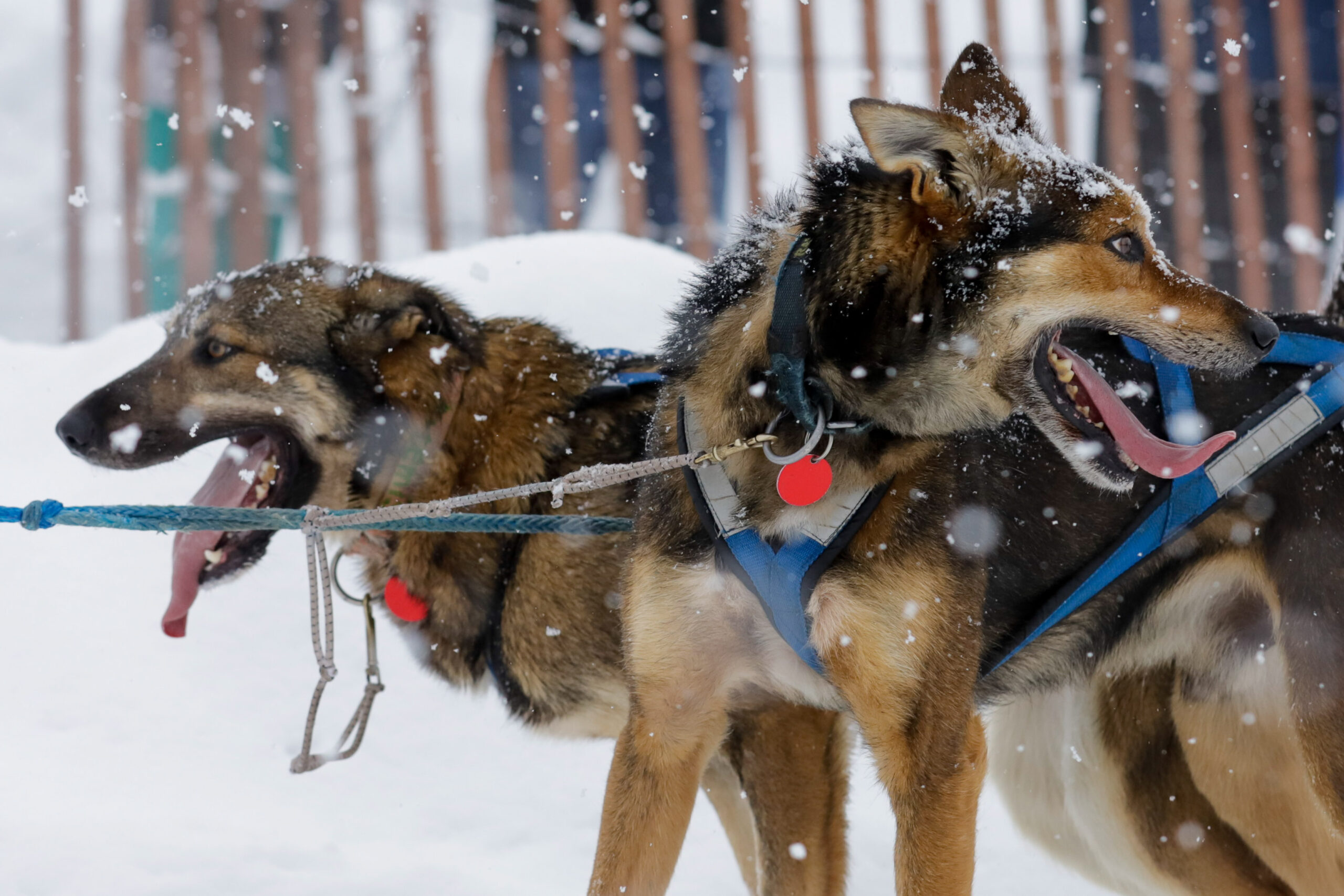 Our favorite 30 photos from the snowy 2022 Iditarod ceremonial start
