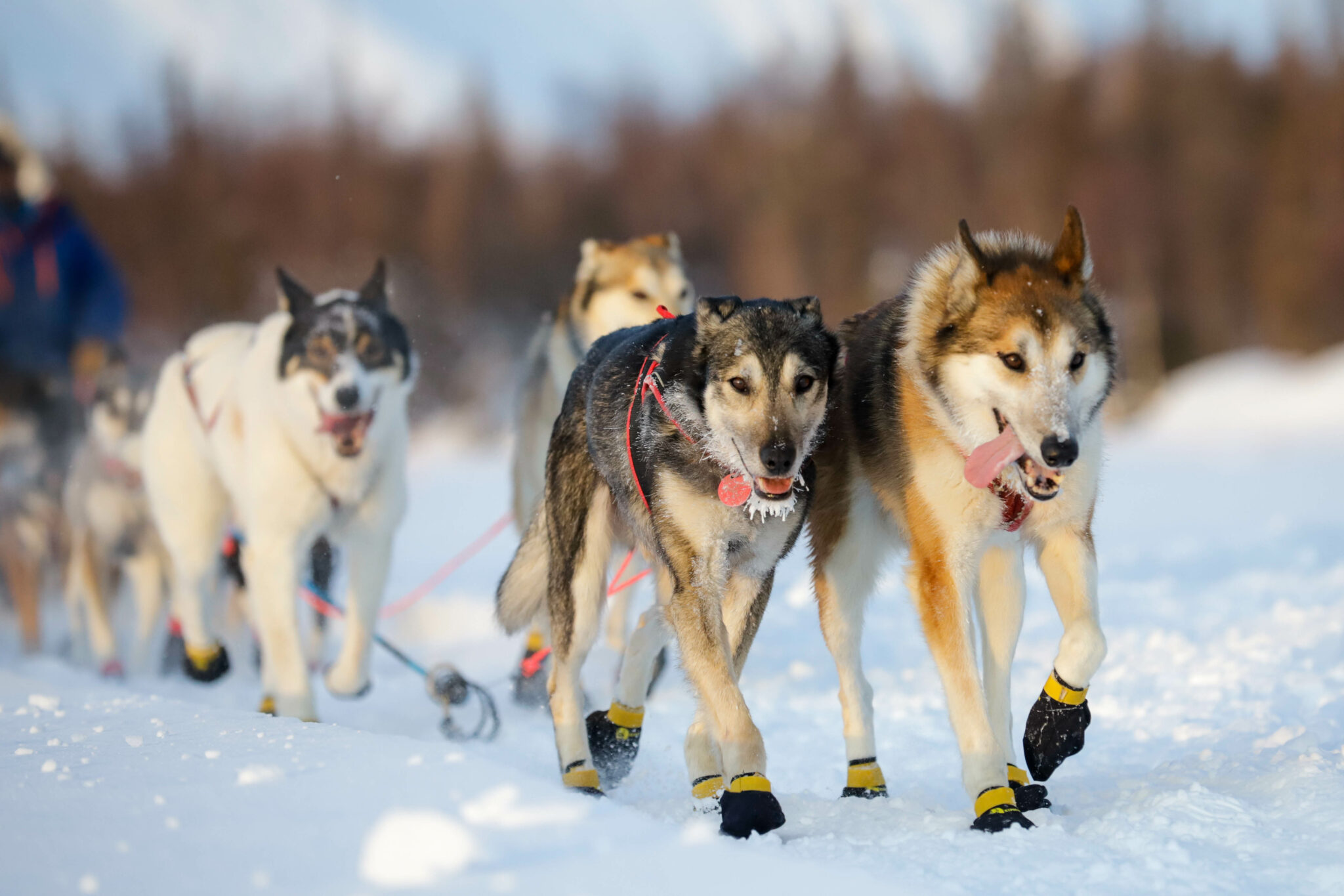 The race is on What to know about the 2023 Iditarod Alaska Public Media