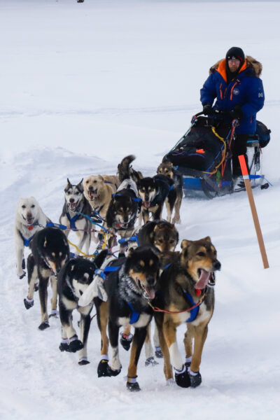 A sled dog team
