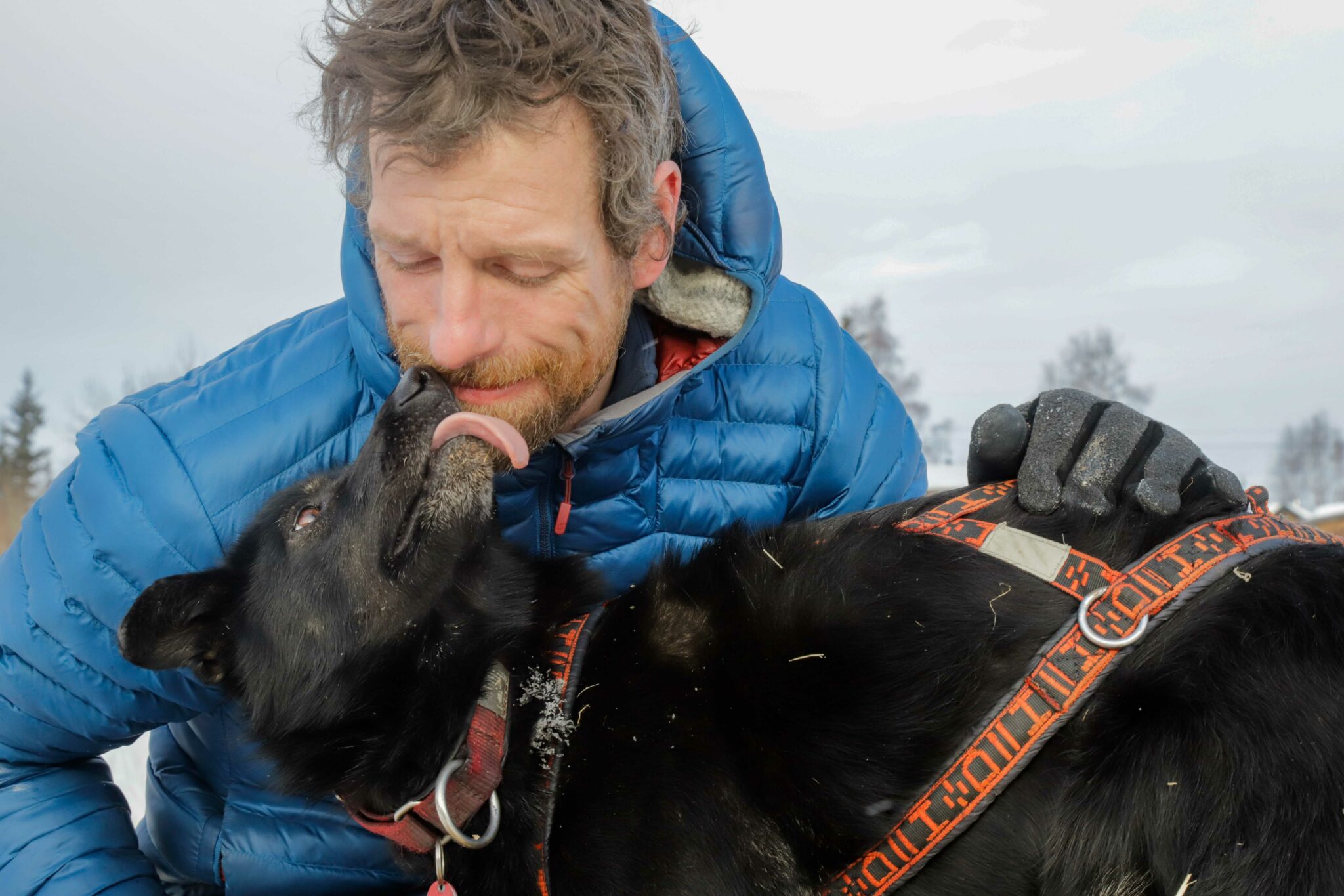 Dogs owned by Iditarod musher Jessie Holmes kill family pet Alaska