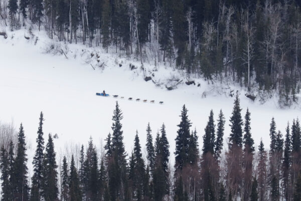 A dog team on the middle of a frozen river surrounded by spruce trees