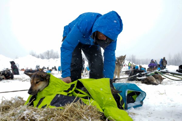 a musher puts jackets ontop of two dogs.