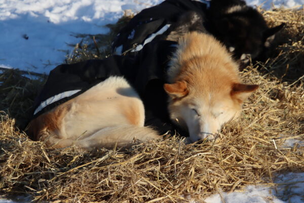 A dog resting in sun