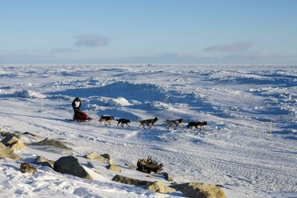a dog team mushes on snow