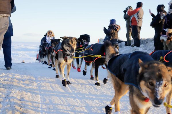 a dog team comes over a hill as people cheer
