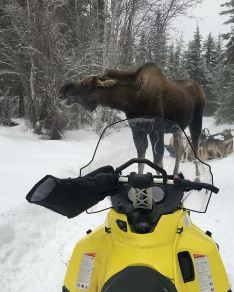 As seen from the wheel of the snow machine, a moose with its ears down on a trail and a dog team behind it