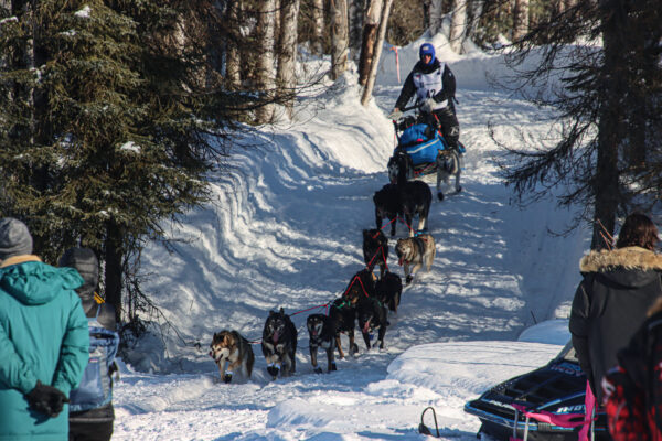 A dog team drops down a short hill in spruce forsest