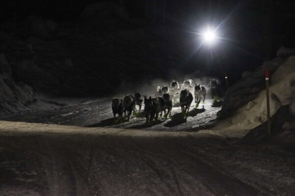 A dog team going down a snowy road at night