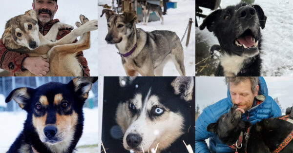 six photos of six dogs