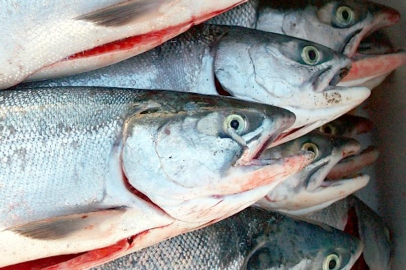 Copper River Seafoods no longer buying Cook Inlet salmon amid declining ...