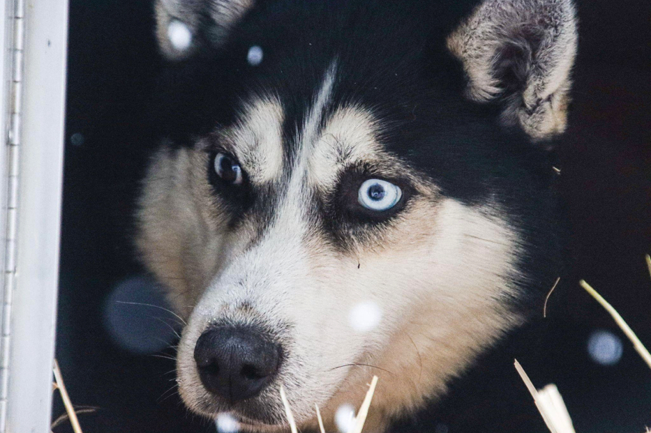 A closeup of a black-and-white husky with blue eyes and a pronounced mask