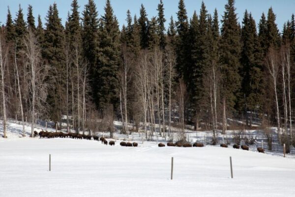 A snowy field with a group of wood bison in the distance