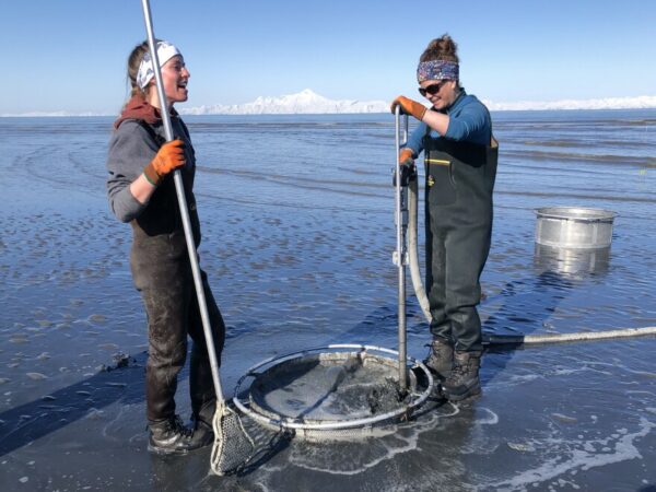 Two women doing clam survey work on a beach