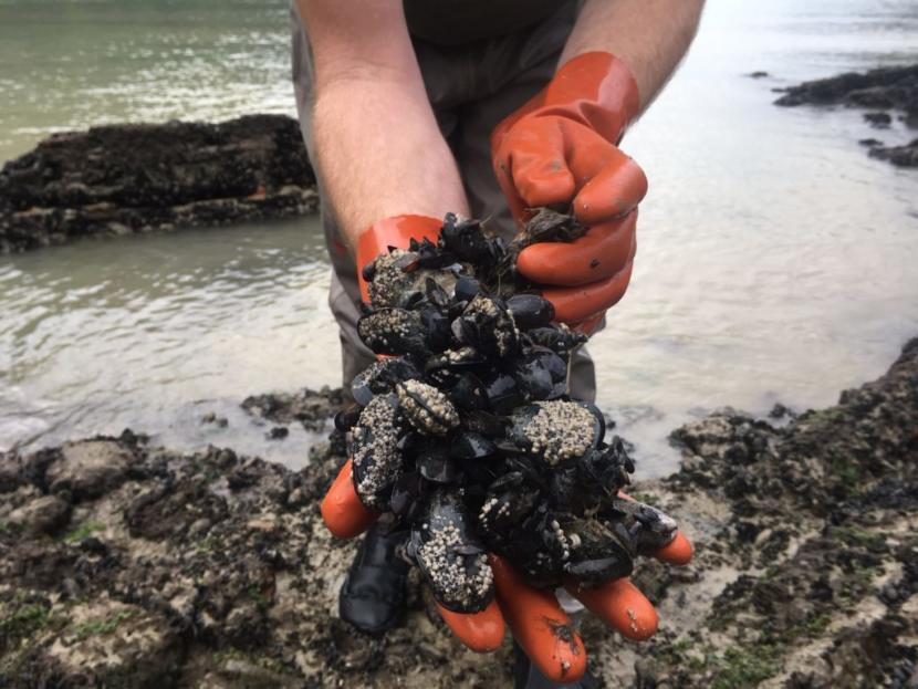 Gloved hands holding a bunch of mussels