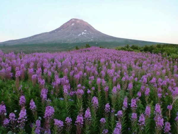 A field of fireweed on the lower slopes of a volcano