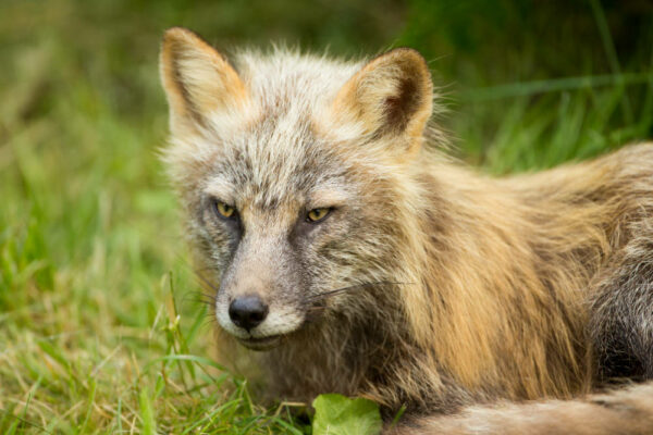 A fox in grass