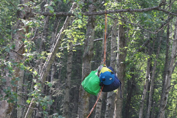 Bags hanging from trees
