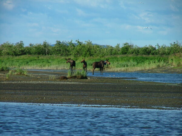 Three moose standing by a river