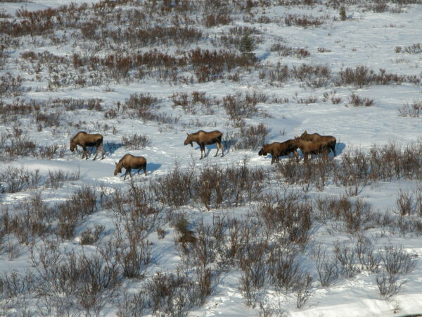 Six moose, seen from above, browsing on low shrubs in the snow
