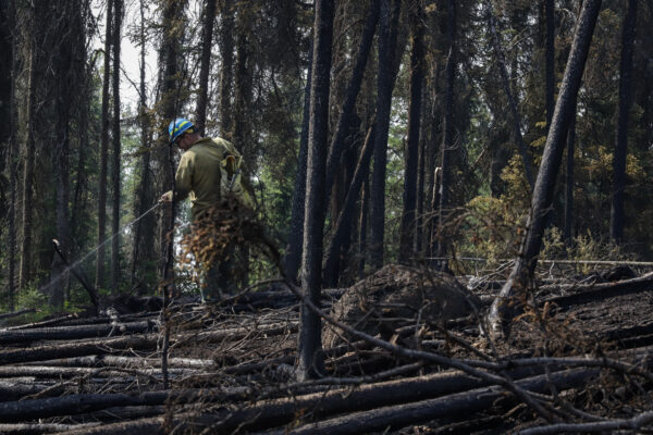 A Fireman spraying water on burnt trees.