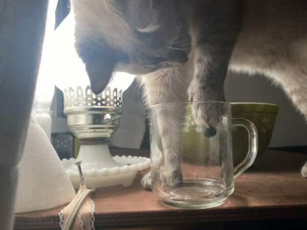 a cat fishes a blueberry out of a mug