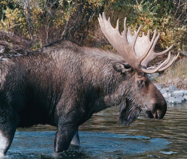 A large bull moose standing in a lake