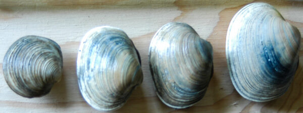 Four clams of different sizes arranged on a plank of wood