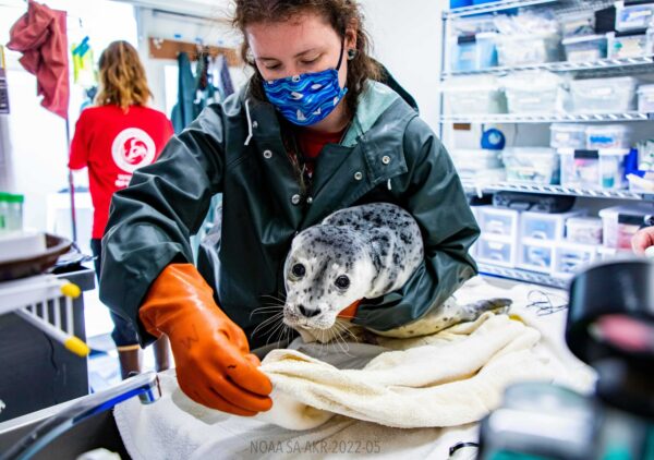 A woman wearing orange rubber gloves wraps a seal pup in a towel