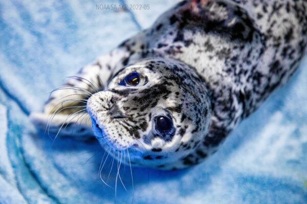 A harbor seal pup on a blue blanket